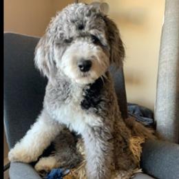 Aussiedoodle and Poodle Puppies from Arena Valley Acres LLC