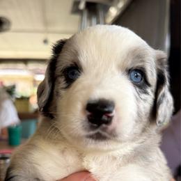 Ace - Blue merle male Toy Australian Shepherd puppy in Nemo, Texas from Fairway Furries