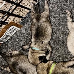 Blue - Fawn male Pug puppy in Baylis, Illinois from Cameo's Pugs
