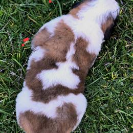 Saint Bernard Puppies from Eagle Mountain Saints