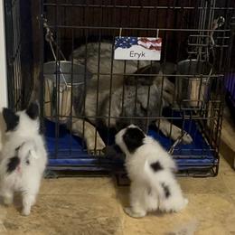Norwegian Elkhound and Papillon Puppies from Mikanon