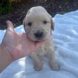 Green Collar Boy - Golden male Golden Retriever puppy in Salt Lake City, Utah from Deseret Peak Goldens