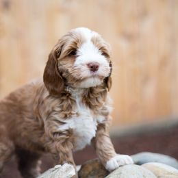 Bernedoodle and Double Doodle Puppies from Cloud Nine Doodles