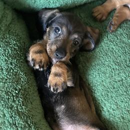 Yellow Collar Girl - Dachshund puppy from HighStyle Dachshunds