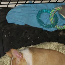 Chihuahua and German Shepherd Puppies from Gunnersville Farm