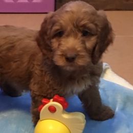 Australian Labradoodle Puppies from GorgeousDoodles