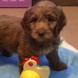 Australian Labradoodle Puppies from GorgeousDoodles