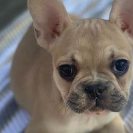 French Bulldogs from Luxe’s Spell Kennel