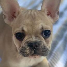 French Bulldogs from Luxe’s Spell Kennel