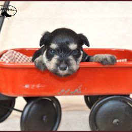 AKC 25015 - Black and silver female Miniature Schnauzer puppy in Mount Airy, Georgia from Miniature Schnauzers GA, LLC