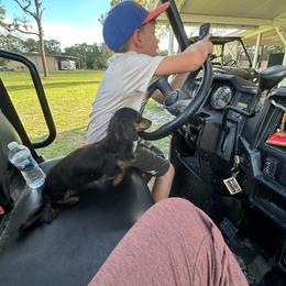 Remi - Dachshund