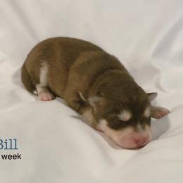 Bill - Red and white male Pomsky puppy in Winston, Oregon from Arctic Tails Spitz