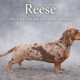 Reese - Dachshund
