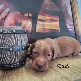 Rad - Red male Dachshund puppy in Duncan, Arizona from Bootheel Doxies