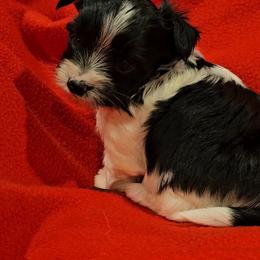 Girl 1 - Black tan and white female Biewer Terrier puppy in Dayton, Ohio from BiewerHeart Yorkies