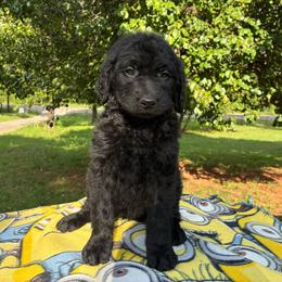 Valentina - Black female Goldendoodle puppy in Oklahoma City, Oklahoma from Foneb Farm - The F1B Farm