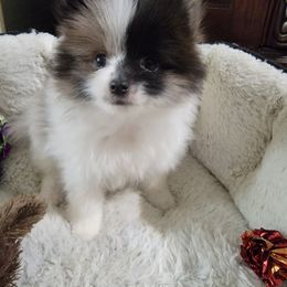 Pomeranian Puppies from Shaw's Sparkle Pom's