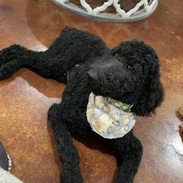 Murphy - Poodle
