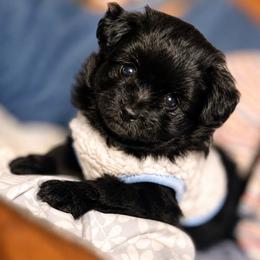 Gucci F1 POMAPOO - Black male Assorted Doodle Crosses puppy in Rossville, Georgia from Kendra’s Georgia Peach Pomapoos