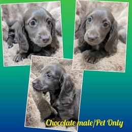 Chips ahoy - Chocolate male Dachshund puppy in Ashford, Alabama from Precious Little Lap Babies