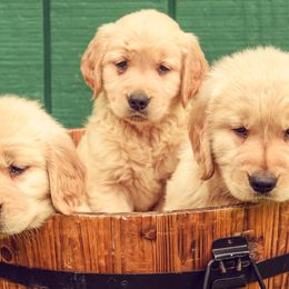 Golden Retrievers from Rainbow Ridge Farm