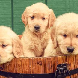 Golden Retrievers from Rainbow Ridge Farm