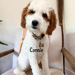 Connie - Goldendoodle