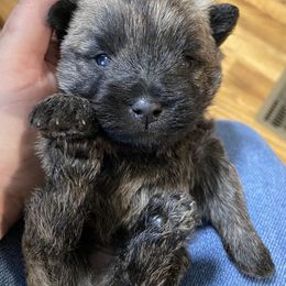 Cairn Terrier Puppies from Cairn Terriers of Heatherridge