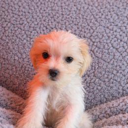 Orange collar - Gold and white male Shorkie puppy in Staten Island, New York from Sensational Shorkies