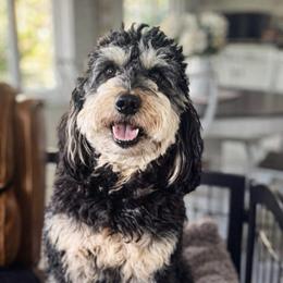 Wanda - Aussiedoodle