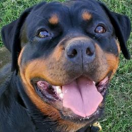 Rottweiler All Grown Up from OneUnitK9