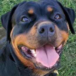 Rottweiler All Grown Up from OneUnitK9