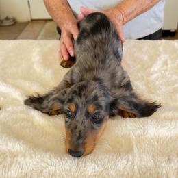 Critter ridge Macallan - Dapple male Dachshund puppy in Coulterville, California from Critter Ridge mini long hair Dachshunds