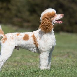 River - Poodle