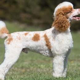 River - Poodle