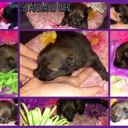 Pomeranian Puppies from Fuzzybutt Poms of Alabama