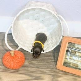 Dachshund Puppies from BooneDox Mini Dachshunds