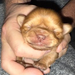 Boy 3 - Red male Shih Tzu puppy in Statesville, North Carolina from Grimmly Blue’s Shih Tzus