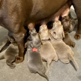 Dilute Retriever Puppies from Weathervane Labs