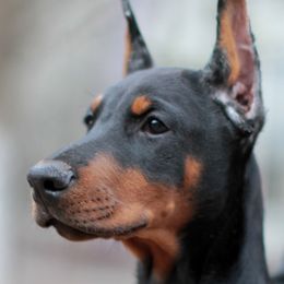 Doberman Pinscher Puppies from Rangewood Kennel