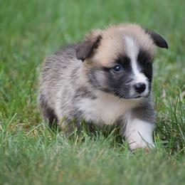 Hunter - Red male Pembroke Welsh Corgi puppy in Lititz, Pennsylvania from GoldStar Corgis (License Number 18519)