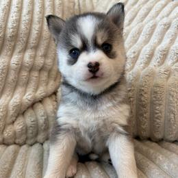 Eclipse - Black and white female Pomsky puppy in Valparaiso, Indiana from Valparaiso Pomskys
