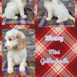 Goldendoodle Puppies from Rose's Doodles