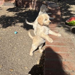 Red sienna - Cream female Goldendoodle puppy in Nipomo, California from Westwind Goldendoodles
