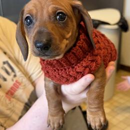 Dachshund Puppies from Cains River Valley Dachshunds