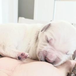 Golden Retriever and Labrador Retriever Puppies from Sierra Hills Retrievers