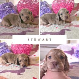 Stewart - Chocolate and cream male Dachshund puppy in Saint Paul, Minnesota from Vibrant Eyes Doxies