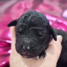 Glinda - Blue female Bedlington Terrier puppy in Rincon, Georgia from Prismic Bedlington Terriers