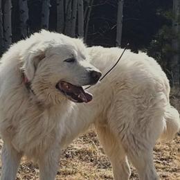 Crockett - Colorado Mountain Dog