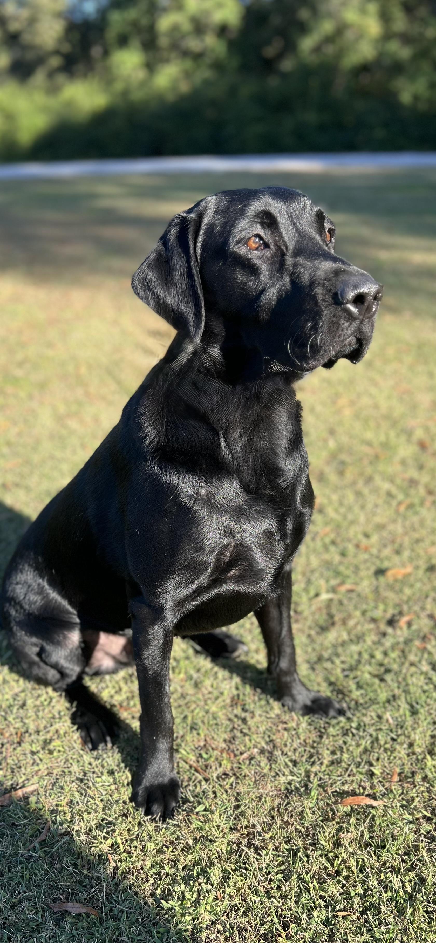Django